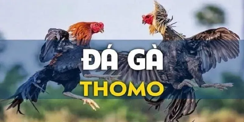 đá gà thomo fb88